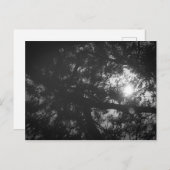 Boom-reflectie Briefkaart (Voorkant / Achterkant)