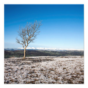 Boom Scout Scar Old Man of Coniston background Foto Afdruk