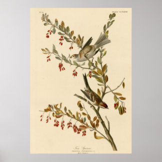 Boom Sparrow Poster