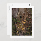 "Boom Stump & Fodder" Briefkaart (Voorkant / Achterkant)