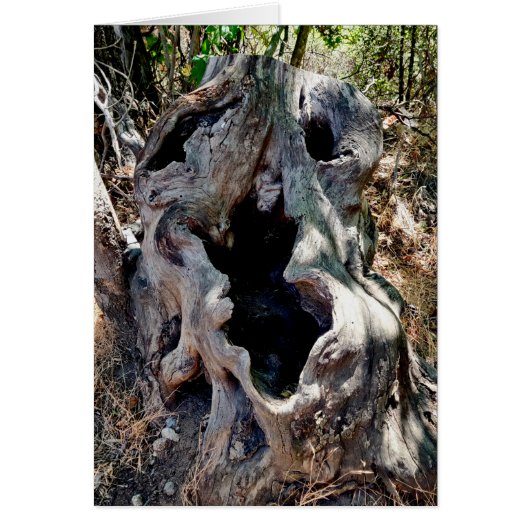 Boom Stump Skull (Voorkant)