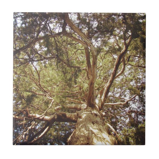Boom Tegeltje (Voorkant)