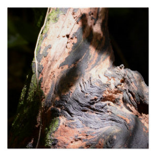 Boom Trunk Natuur Bark Art Outdoorfotografie Perfect Poster