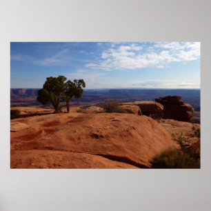 Boom uit rode rotsen I bij Canyonlands Poster