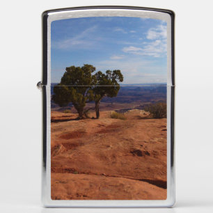 Boom uit rode rotsen I in Canyonlands