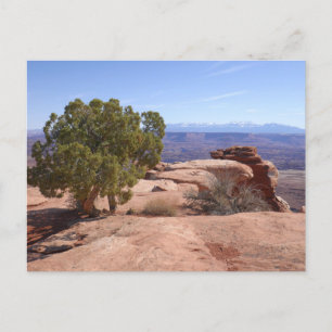 Boom uit rode rotsen II in Canyonlands Briefkaart