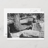 boom uit stenen briefkaart (Voorkant / Achterkant)