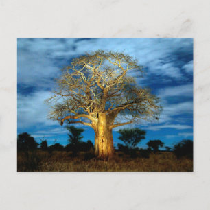 Boom van de Baobab (Adansonia) licht op de maan Briefkaart
