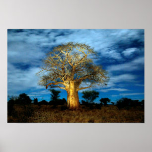 Boom van de Baobab (Adansonia) licht op de maan Poster