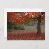 Boom van de Esdoorn van de herfst de Rode - Feestdagenkaart (Voorkant / Achterkant)