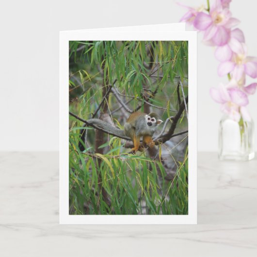 boomaap kaart (Orchidee)