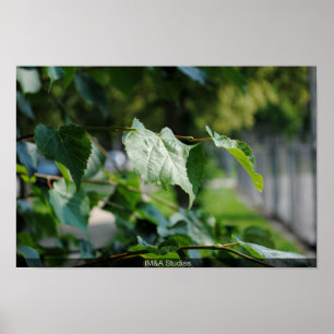 Boomblad Poster