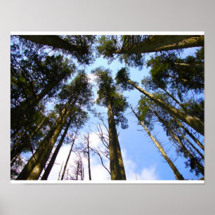 boomblauw poster