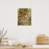 Boomchampignons Foto Poster (Keuken)