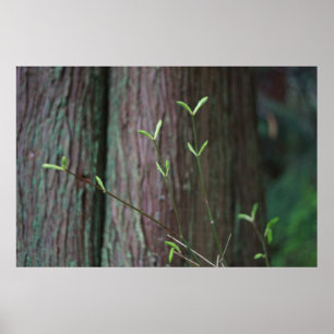 boomkiemen en groene spruitjes poster