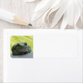 Boomkikker adresetiketten etiket (Insitu)