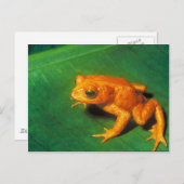 Boomkikker Briefkaart (Voorkant / Achterkant)