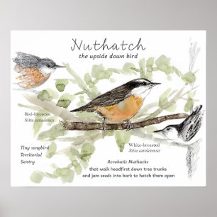 Boomklever Kleine Zangvogel Stam Tekening Poster
