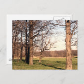 Boomlandschap Briefkaart (Voorkant / Achterkant)