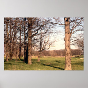 Boomlandschap Poster