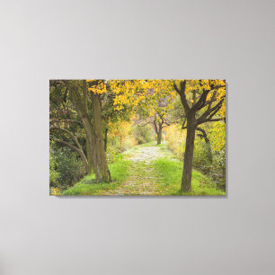 Boomlijnde Weg in het najaar Canvas Afdruk
