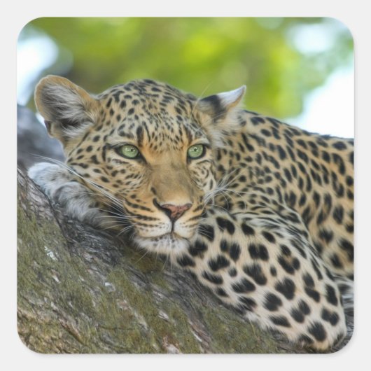 Boomluipaard stickers (Voorkant)