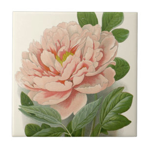 Boompaardenbloem – Elegant Vintage Botanisch Ontwe Tegeltje