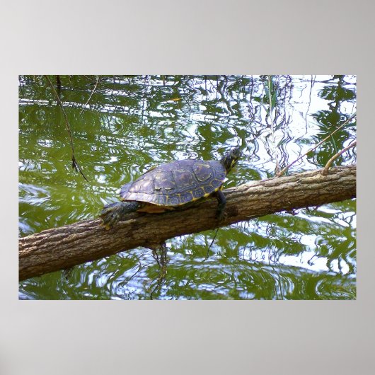 boomschildpad poster (Voorkant)