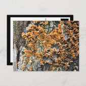 boomschimmel briefkaart (Voorkant / Achterkant)