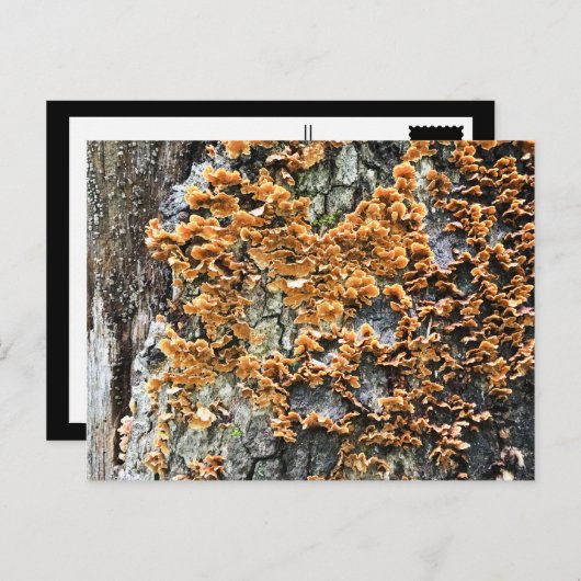 boomschimmel briefkaart (Voorkant / Achterkant)