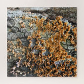 boomschimmel legpuzzel (Horizontaal)