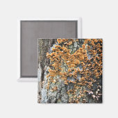 boomschimmel magneet (Voorkant / Achterkant)