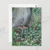 Boomstam en vijver in het bos briefkaart (Voorkant / Achterkant)