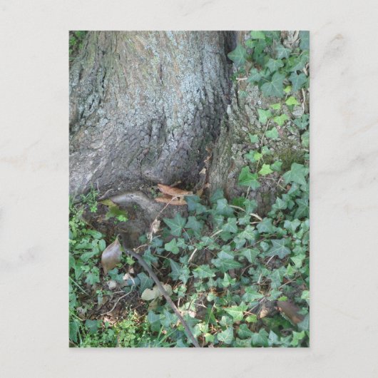 Boomstam en vijver in het bos briefkaart (Voorkant)