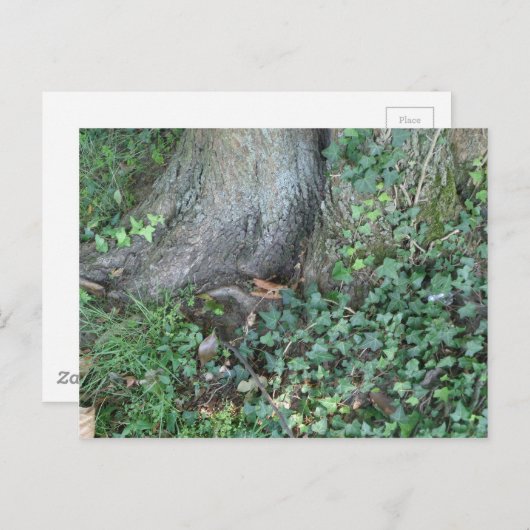 Boomstam en vijver in het bos briefkaart (Voorkant / Achterkant)