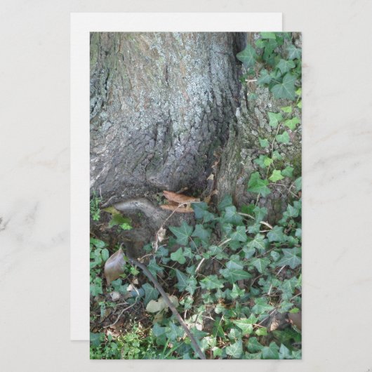 Boomstam en vijver in het bos briefpapier (Voorkant / Achterkant)