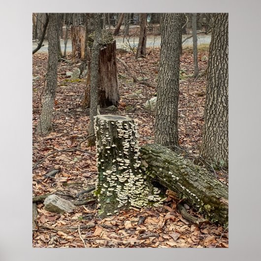 Boomstronk in het bos Poster (Voorkant)