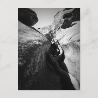 Boomwortel in Crevice Briefkaart