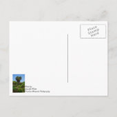 Boone Hall Garden Penser À Vous Carte Postale (Dos)