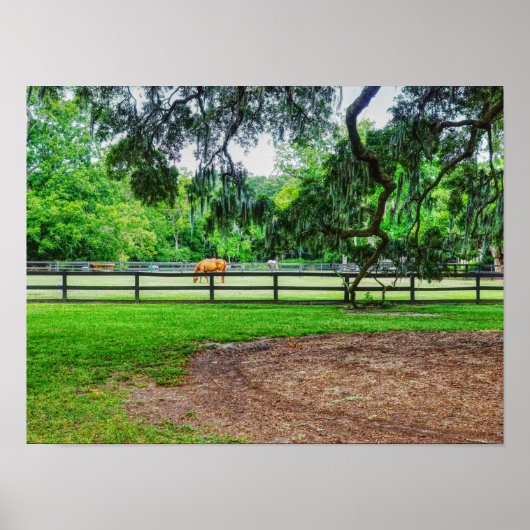 Boone Hall Stables Poster (Voorkant)