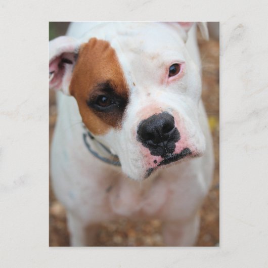 Boop Briefkaart (Voorkant)