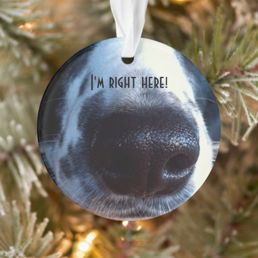 Boop My Nose Border Collie Heeler Rescue Photo Ornament (Boom)
