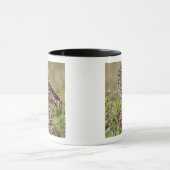 Boorboei, Athene cunicularia, Kaapkoraal; Mok (Midden)