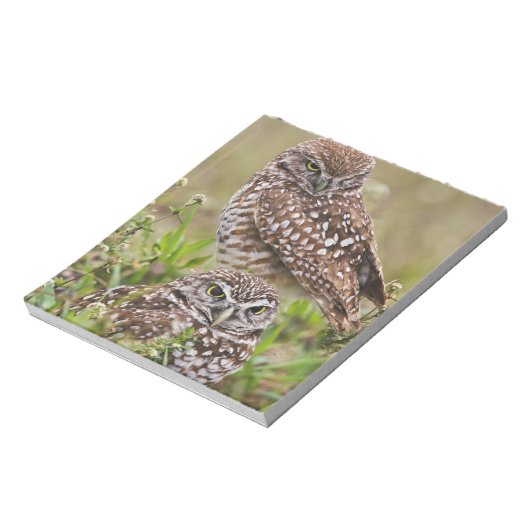 Boorboei, Athene cunicularia, Kaapkoraal; Notitieblok (Gedraaid)