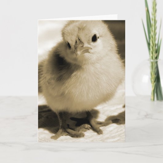 Boot's Chick Kaart (Voorkant)