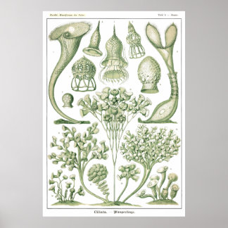 Bord 03 Ciliata. Poster