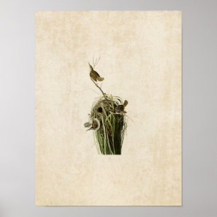 Bord 100   Marsh Wren   Vogels van Amerika Poster