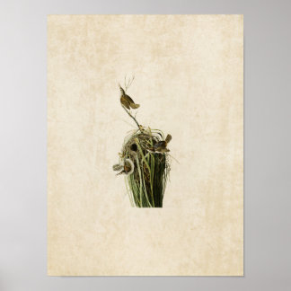 Bord 100 | Marsh Wren | Vogels van Amerika Poster