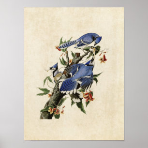 Bord 102   Blue Jay   Vogels van Amerika Poster