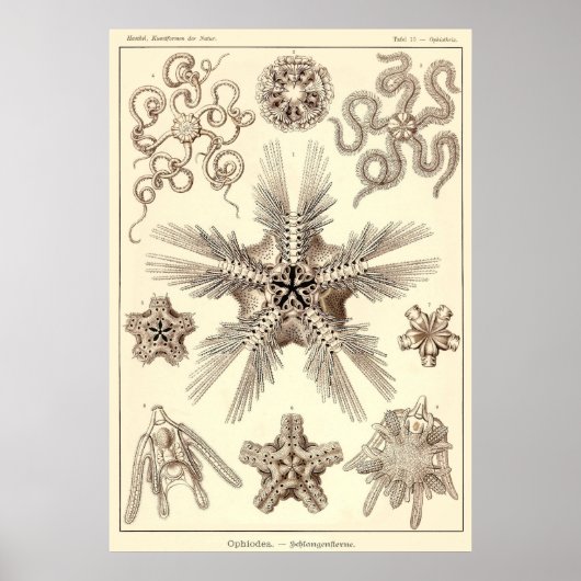 Bord 10 Ophiodea Poster (Voorkant)